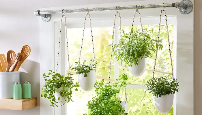 How Can You Grow Your Own Herbs Indoors